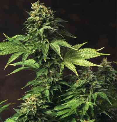 Akorn aka Snowbud > TH Seeds | Feminized Marijuana   |  Indica